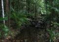 Daintree Rainforest - MyDriveHoliday